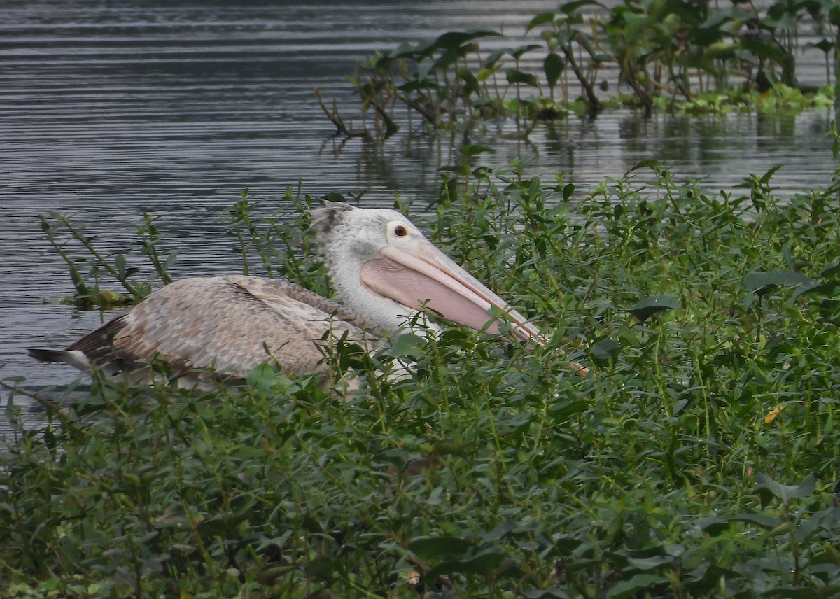 Пестроклювый пеликан - ML645104437