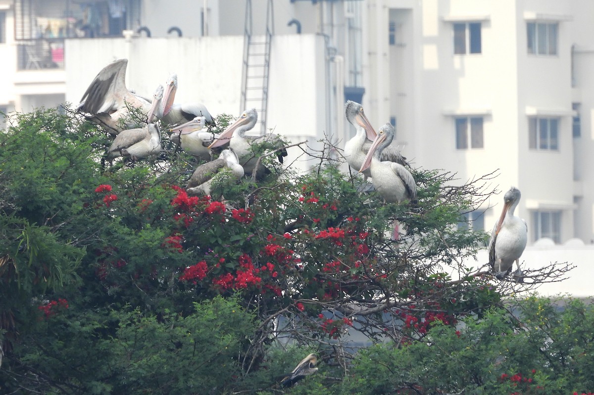 Пестроклювый пеликан - ML645104438