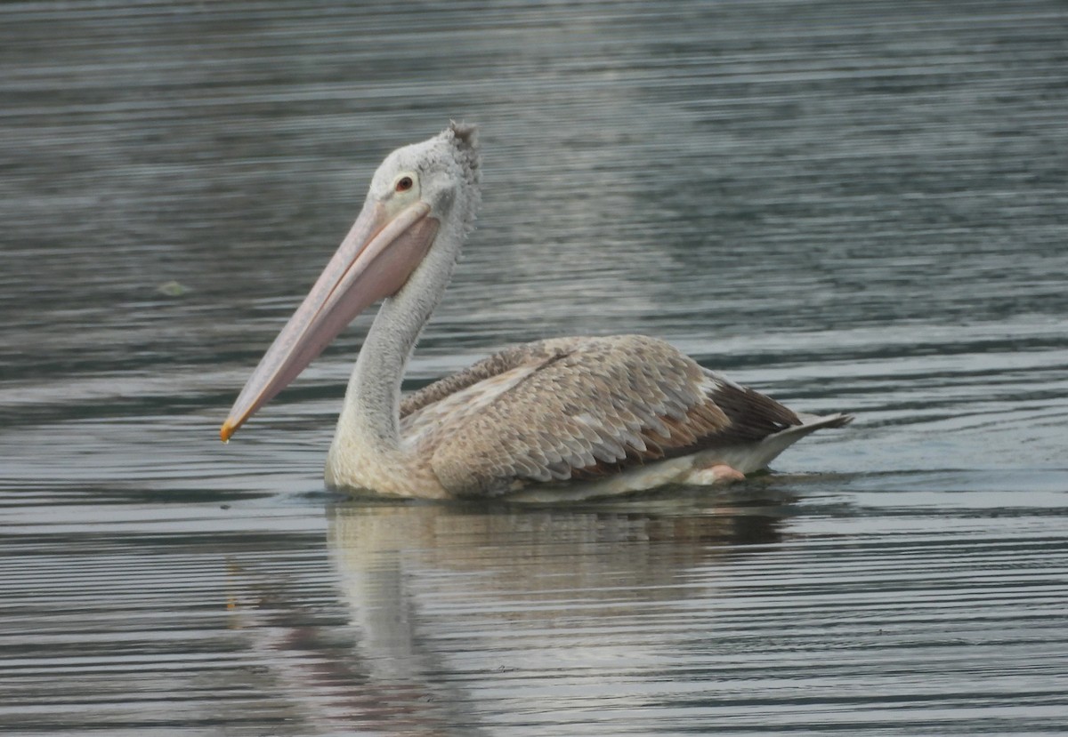 Пестроклювый пеликан - ML645104439