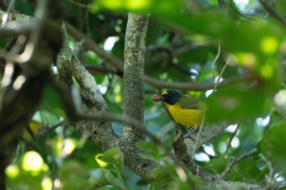 Yellow-throated Euphonia - ML645104440