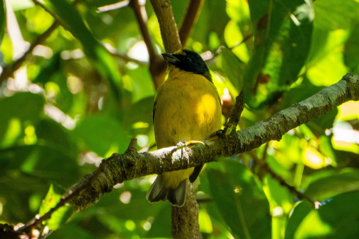 Yellow-throated Euphonia - ML645104445