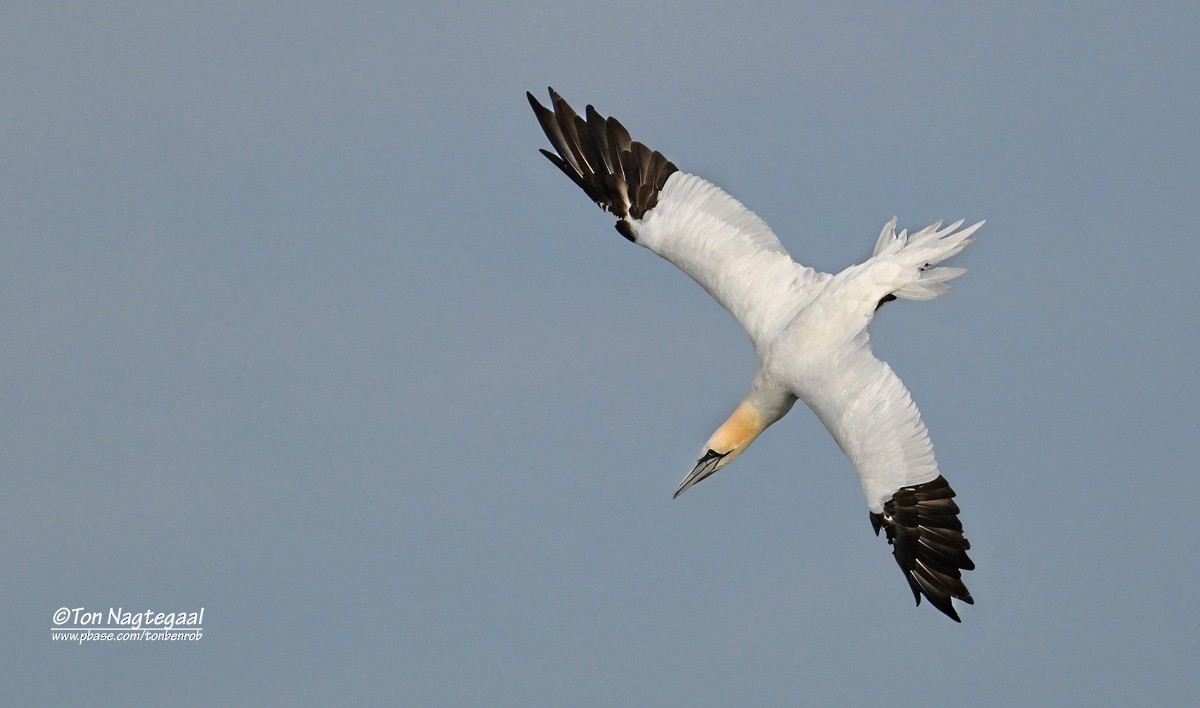Northern Gannet - ML645104452