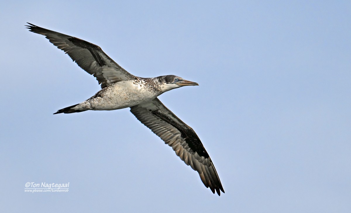 Northern Gannet - ML645104453