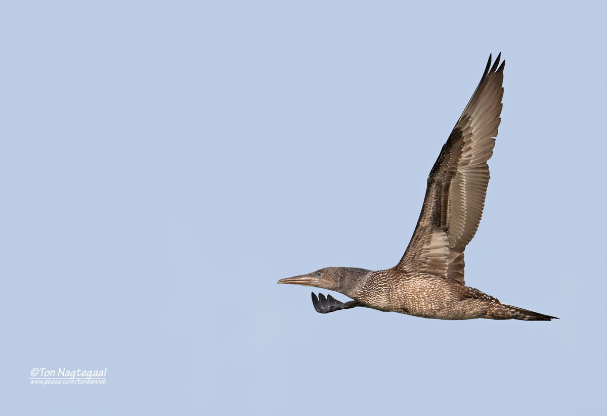 Northern Gannet - ML645104454