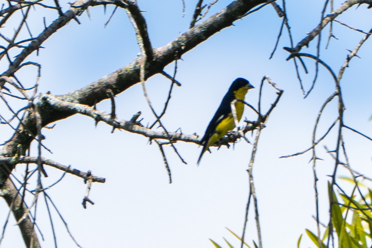 Lesser Goldfinch - ML645104461