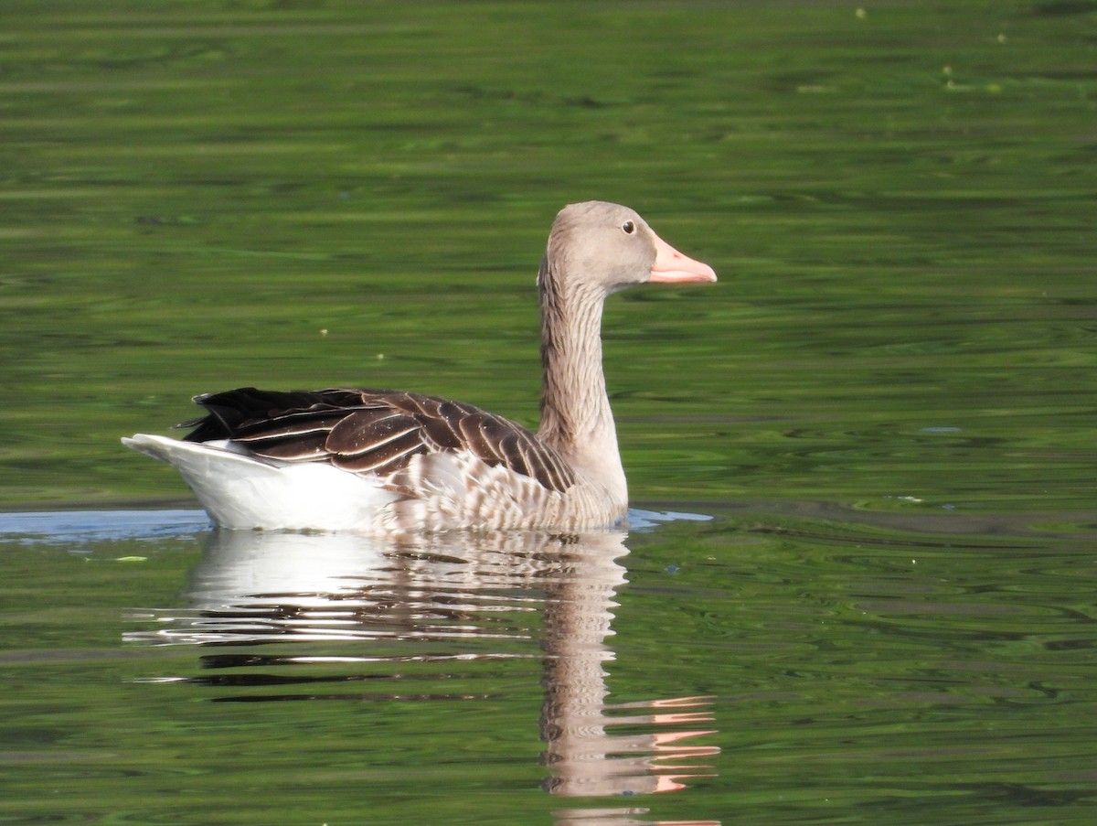 Серый гусь - ML645104464