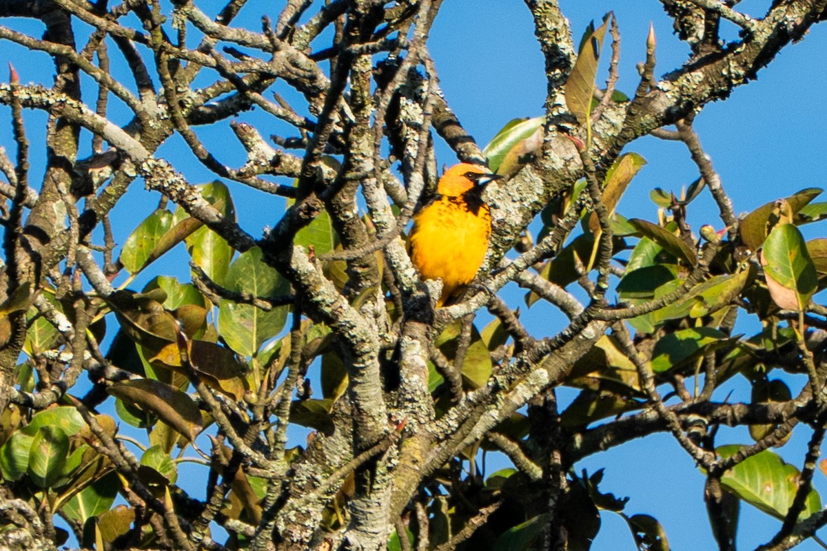 Spot-breasted Oriole - ML645104466