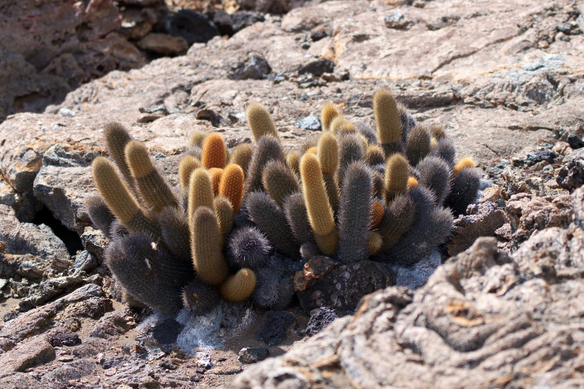 Animals - ML645104469