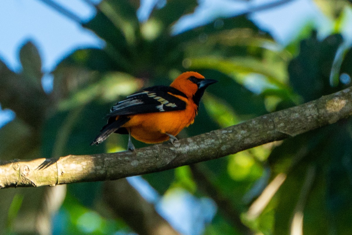 Altamira Oriole - ML645104485