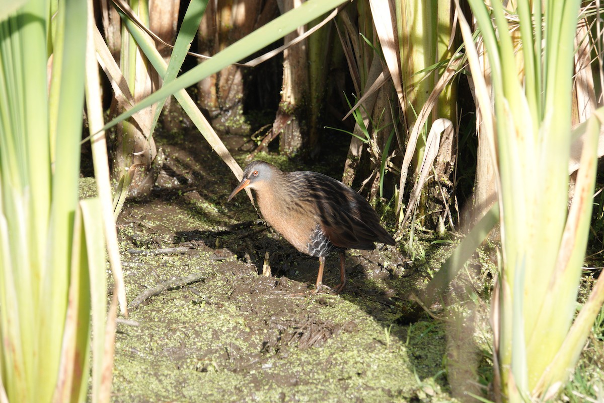 Virginia Rail - ML645104486