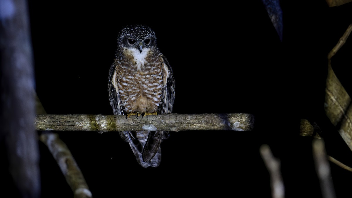 Сумбанская иглоногая сова - ML645104489