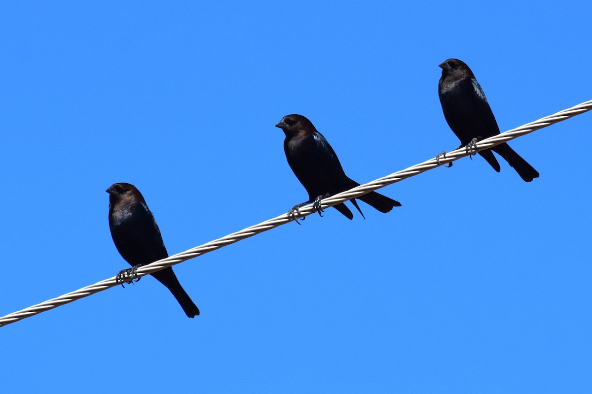 brunhodetrupial - ML645104495