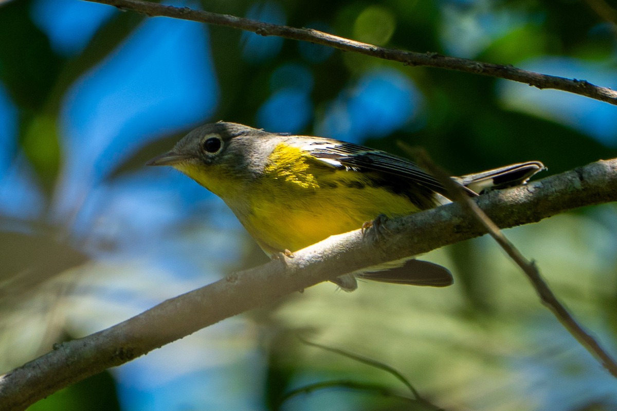 Magnolia Warbler - ML645104496