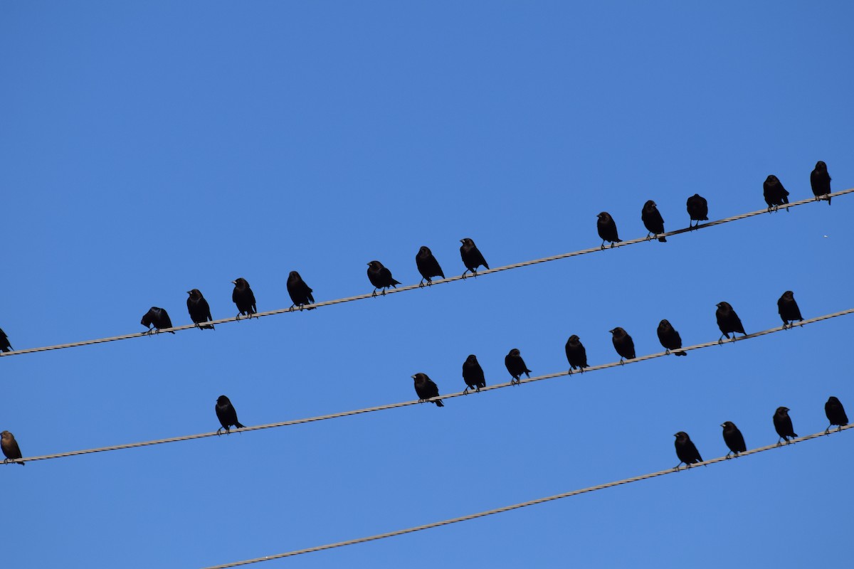 brunhodetrupial - ML645104497