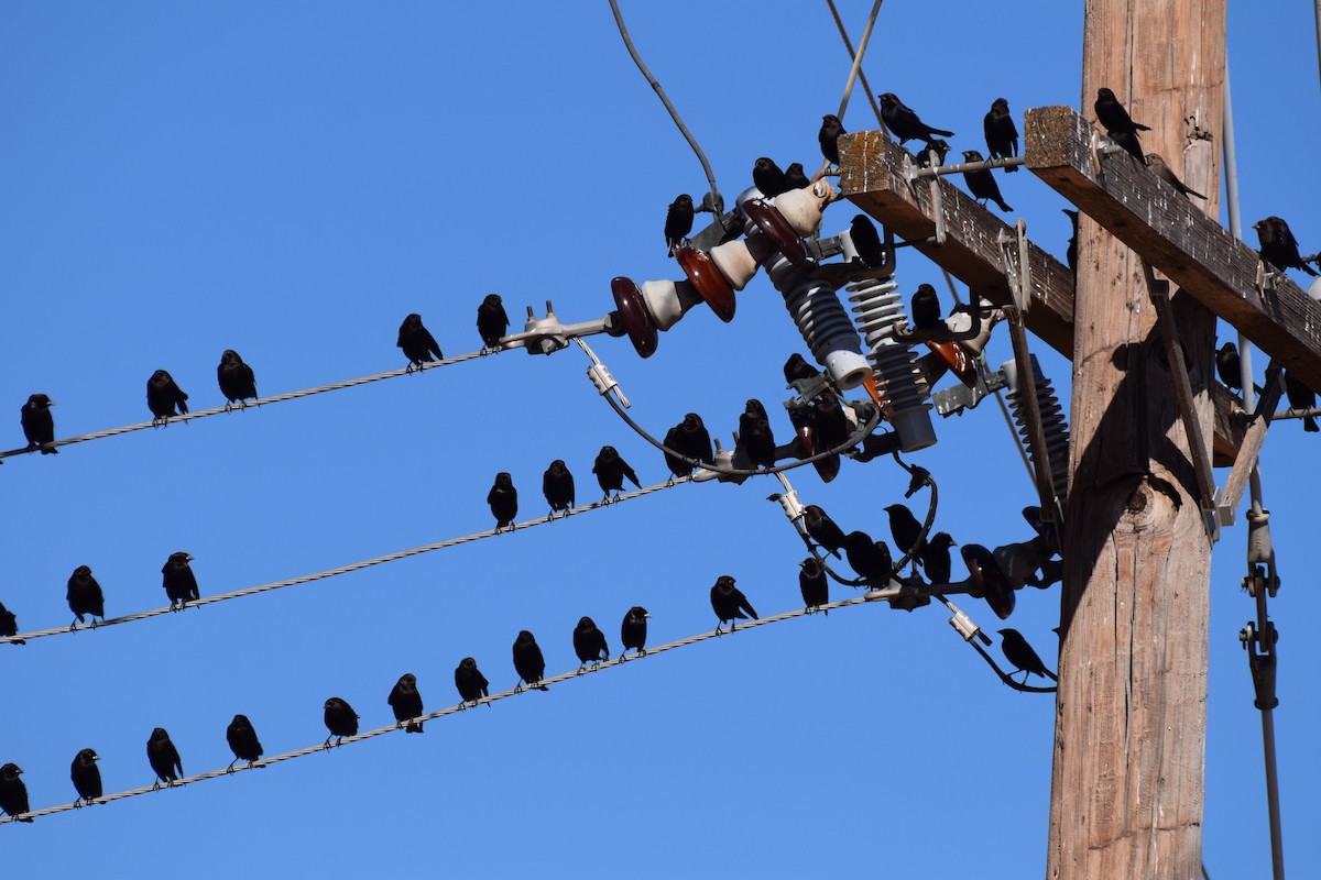 brunhodetrupial - ML645104498