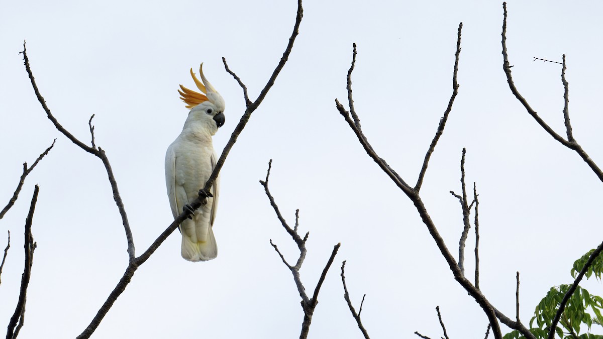 Sumba Küçük Sülfür Kakadusu - ML645104503