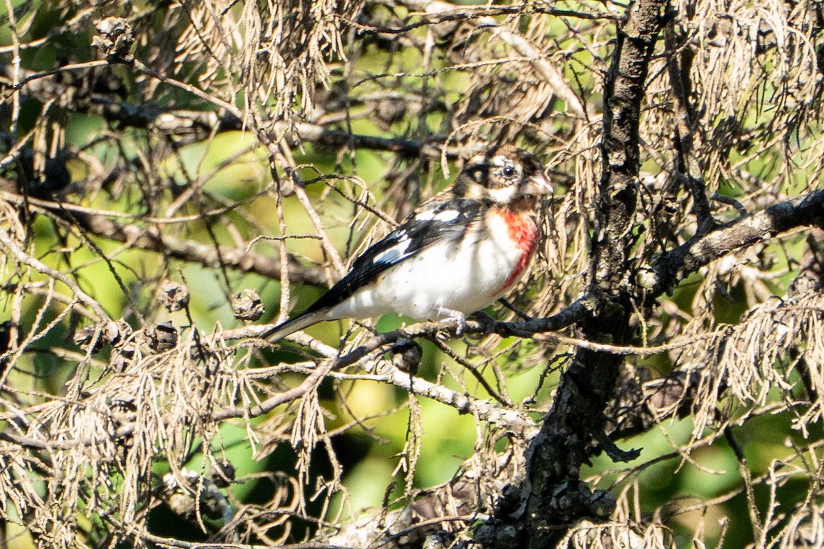 Rose-breasted Grosbeak - ML645104504
