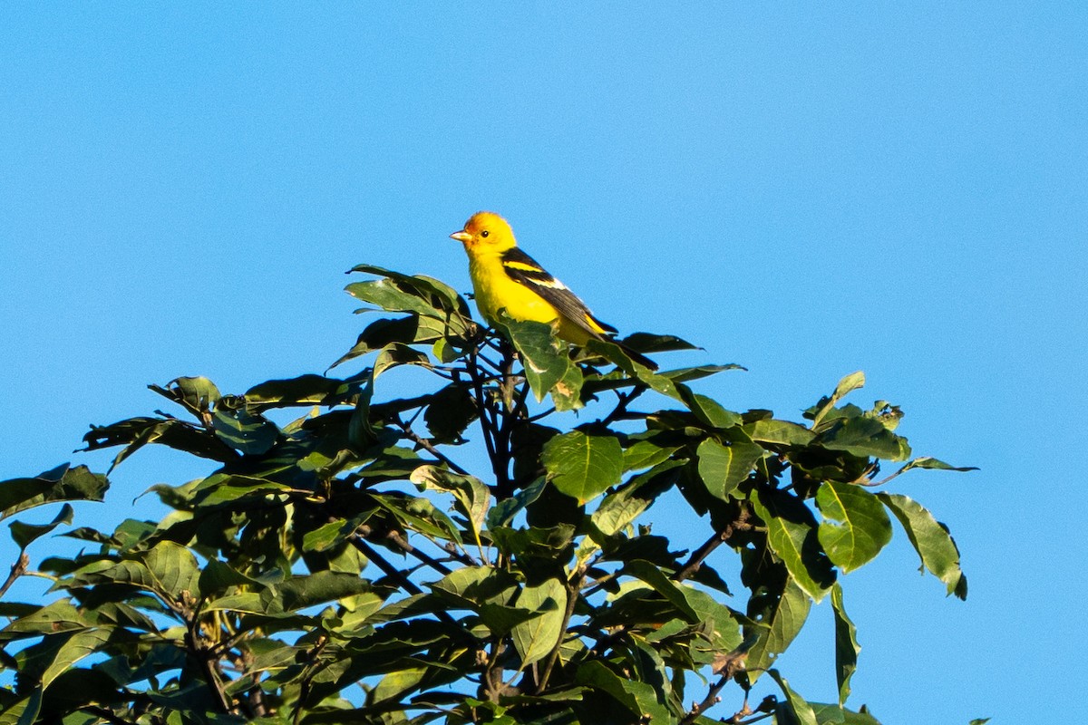 Western Tanager - ML645104507