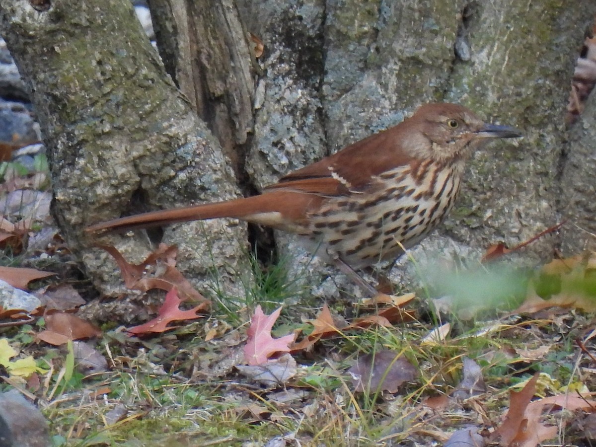 דשוש חום - ML645104510