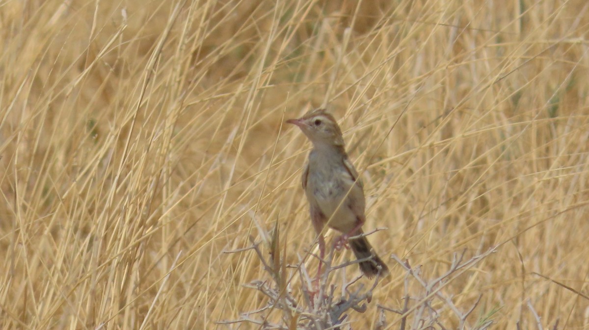Desert Cisticola - ML645104511
