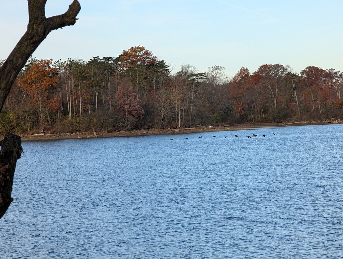 Cormoran à aigrettes - ML645104514