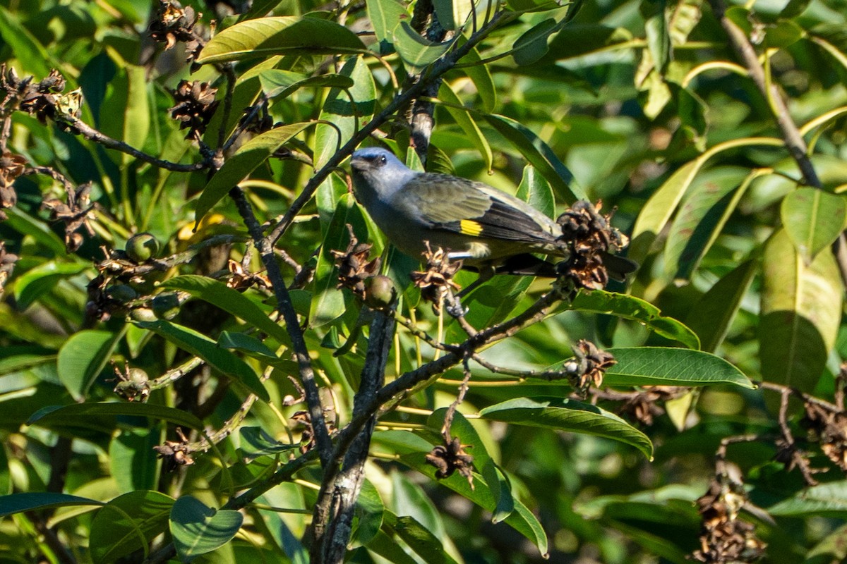 Yellow-winged Tanager - ML645104521
