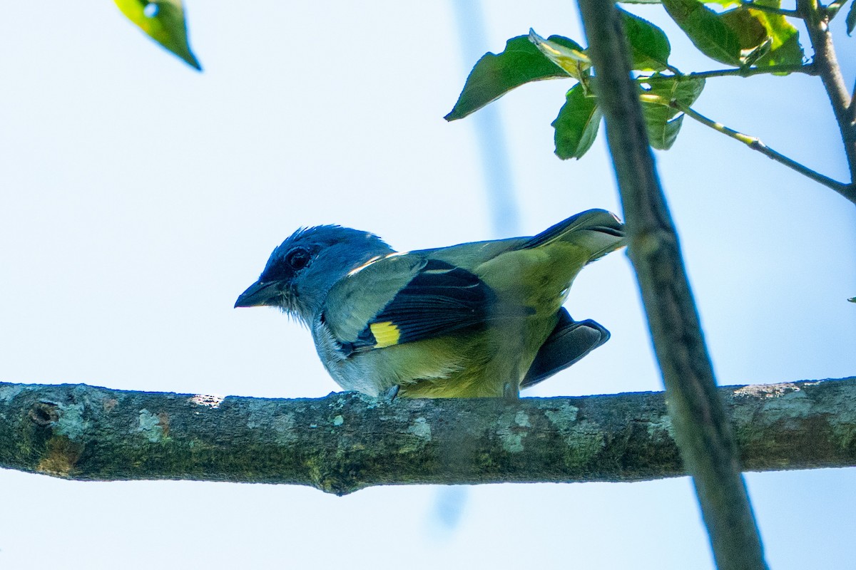 Yellow-winged Tanager - ML645104522
