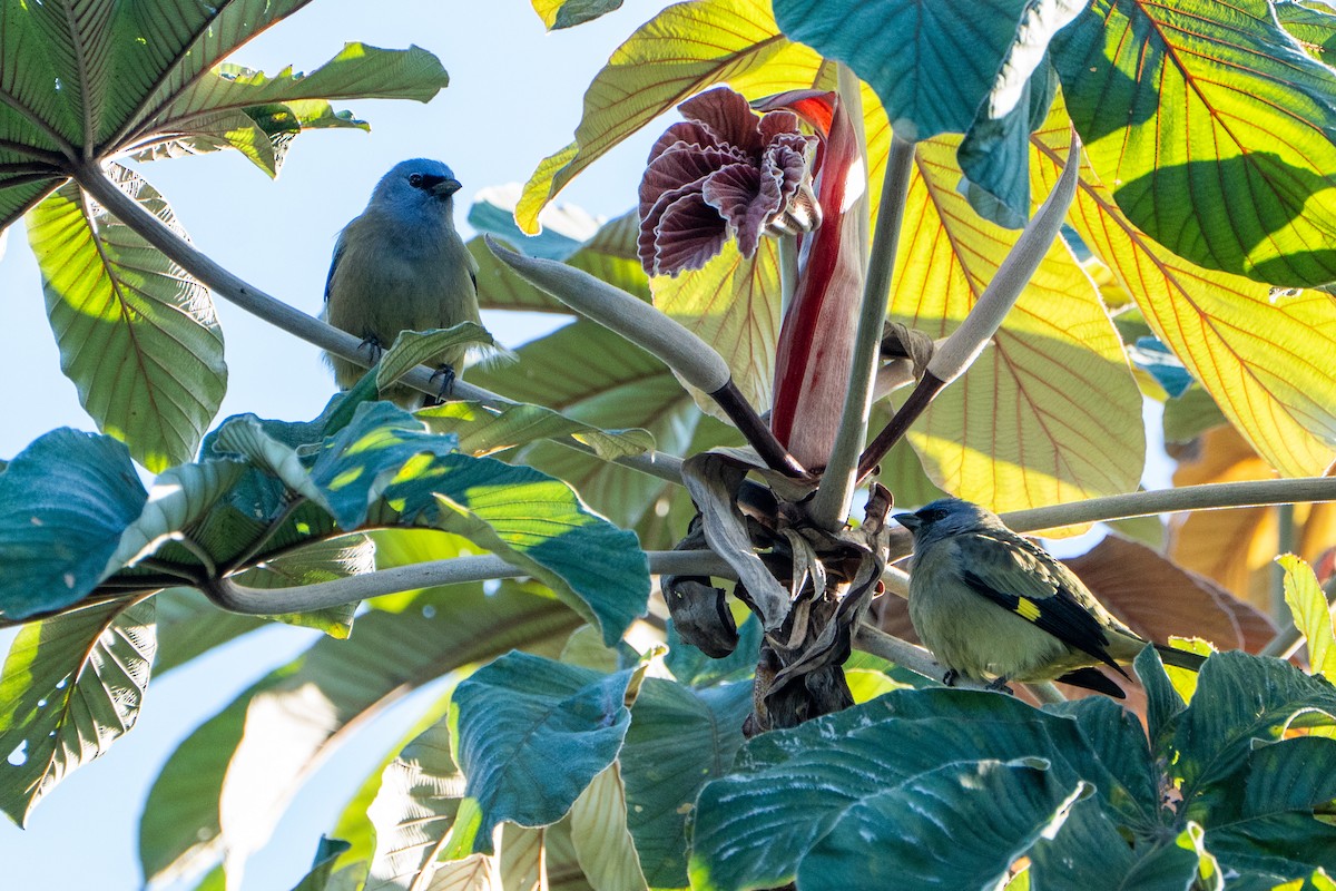 Yellow-winged Tanager - ML645104523