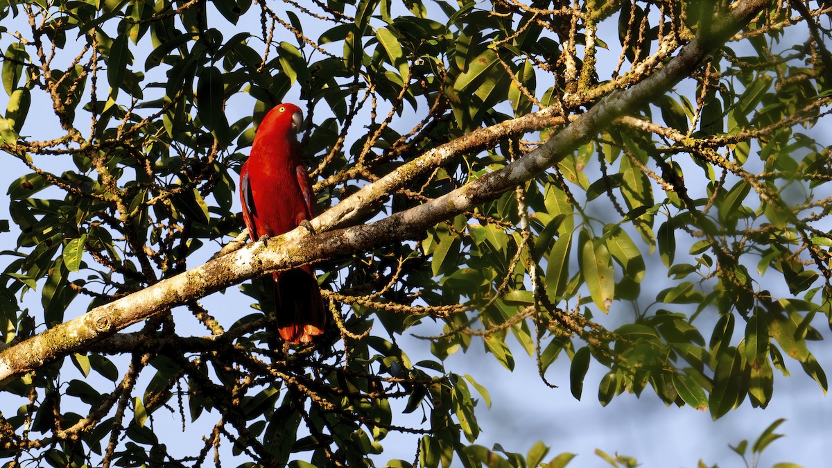 Sumba Eclectus - ML645104524