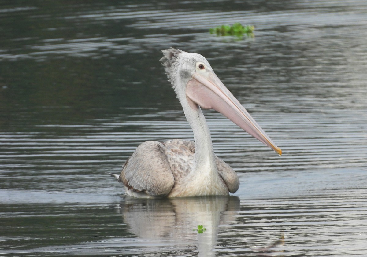 Пестроклювый пеликан - ML645104529