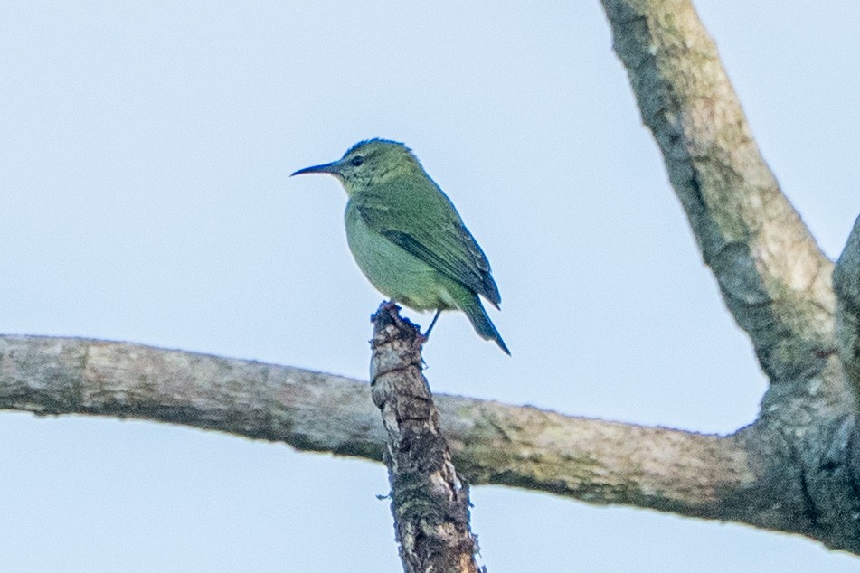 Red-legged Honeycreeper - ML645104530