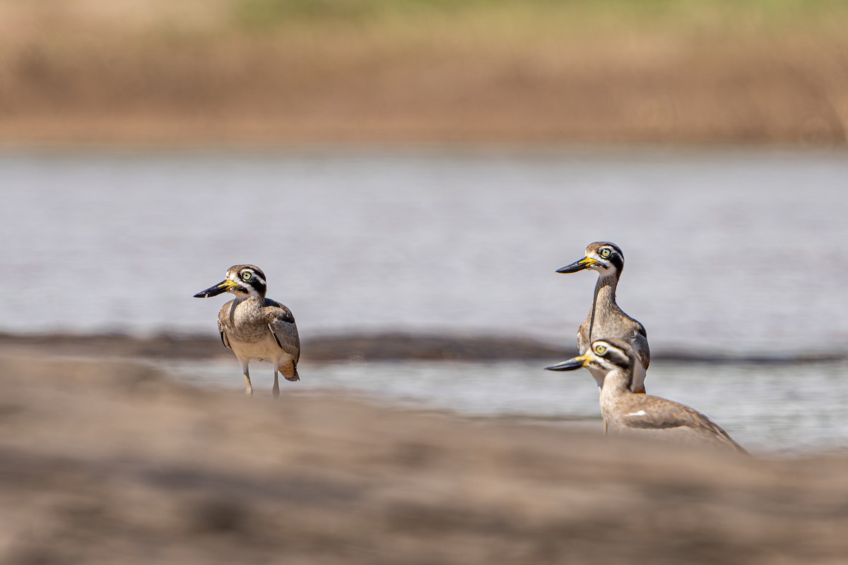 Great Thick-knee - ML645104538