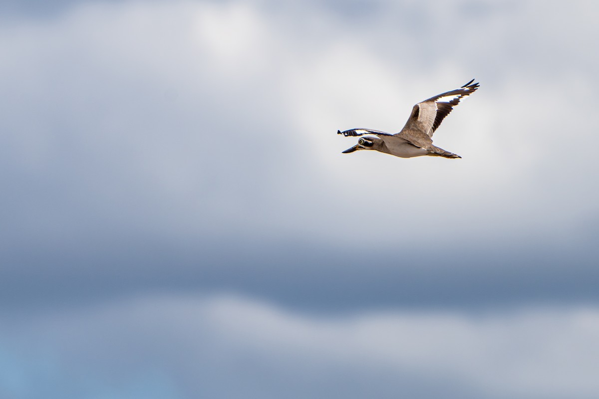 Great Thick-knee - ML645104541