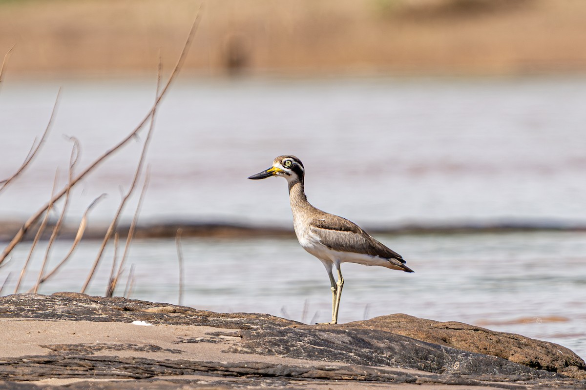 Great Thick-knee - ML645104542