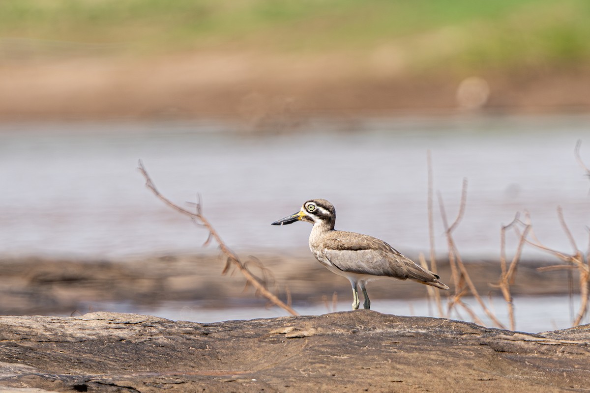 Great Thick-knee - ML645104543