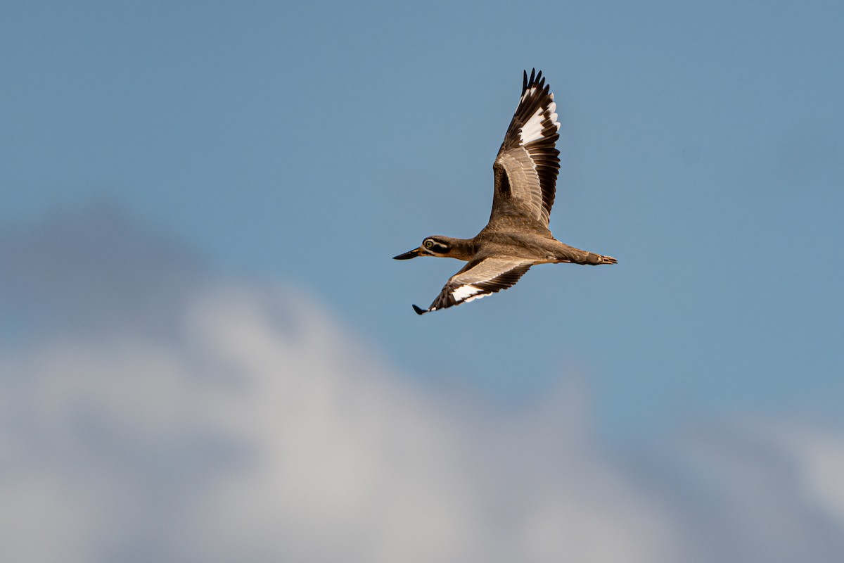 Great Thick-knee - ML645104544