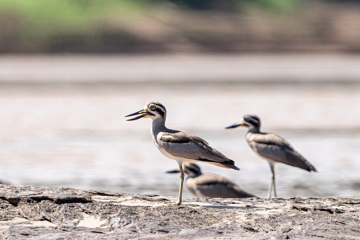 Great Thick-knee - ML645104545