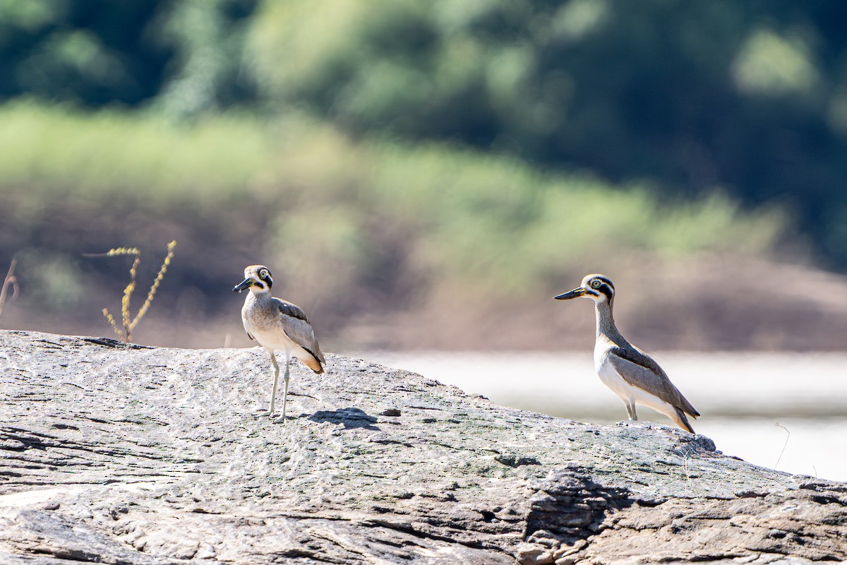 Great Thick-knee - ML645104546