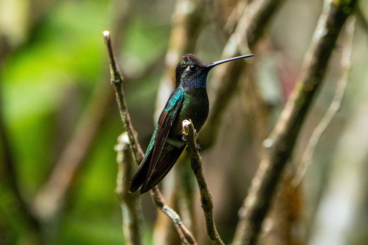 Rivoli's Hummingbird - ML645104550