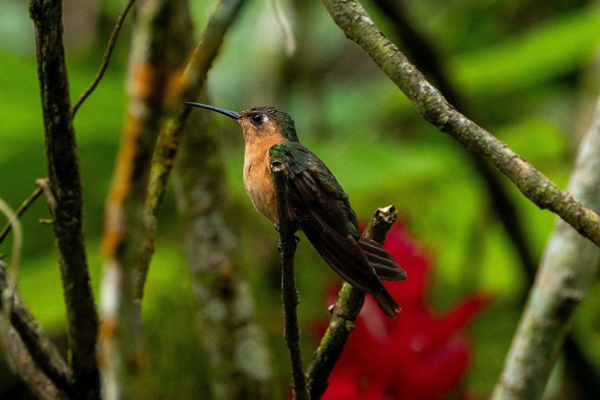 Rufous Sabrewing - ML645104554