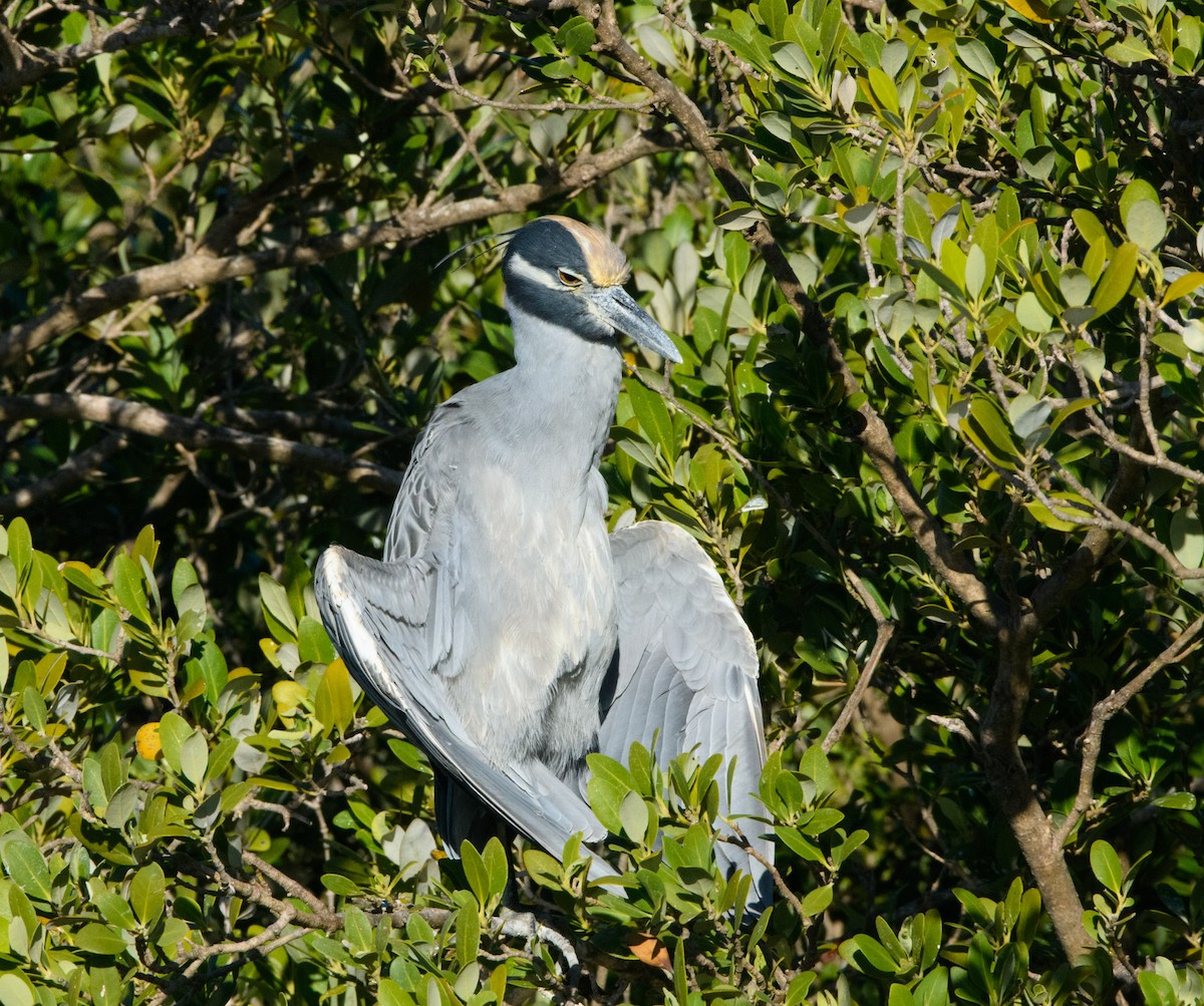 Yellow-crowned Night Heron - ML645104555