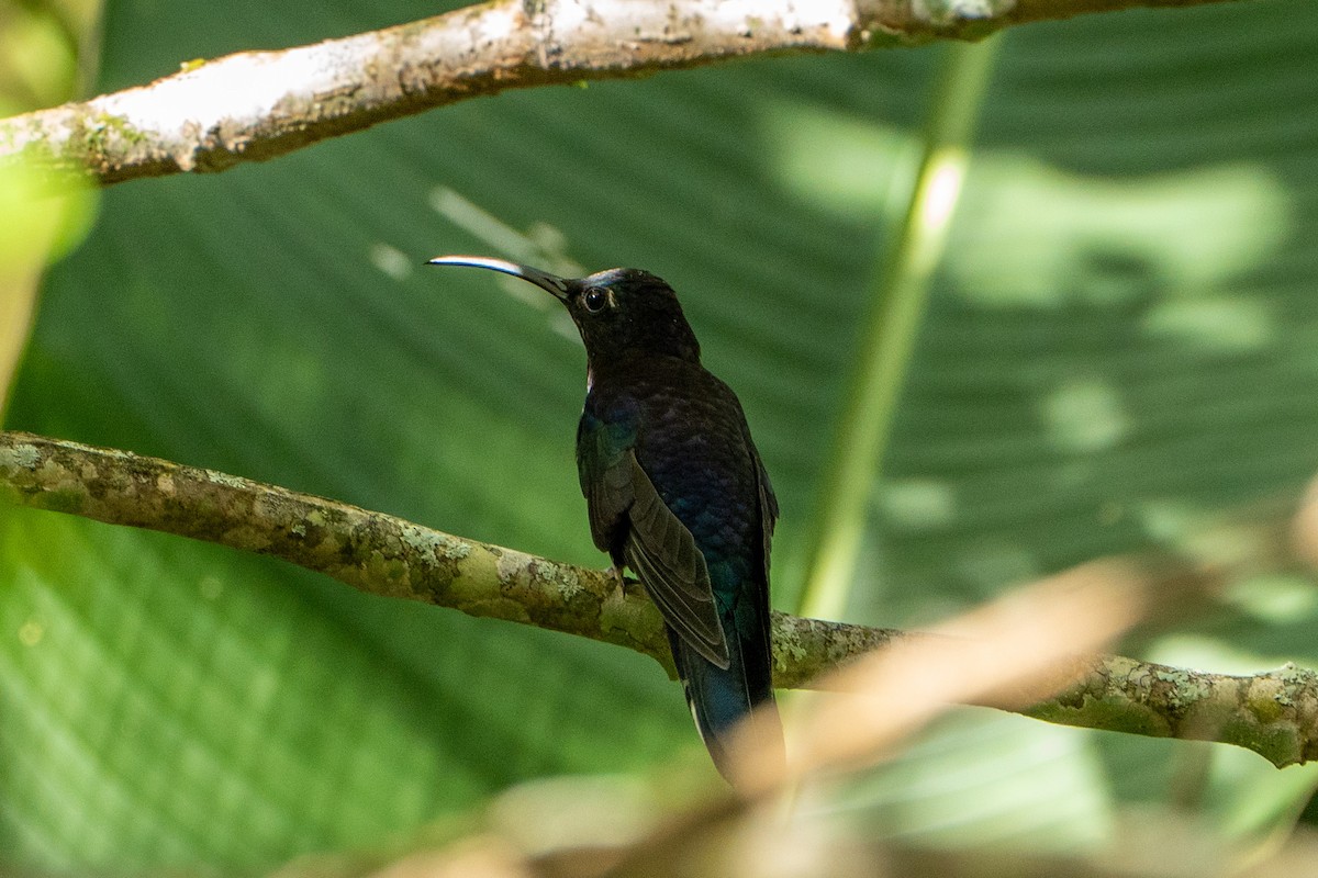 Violet Sabrewing - ML645104559