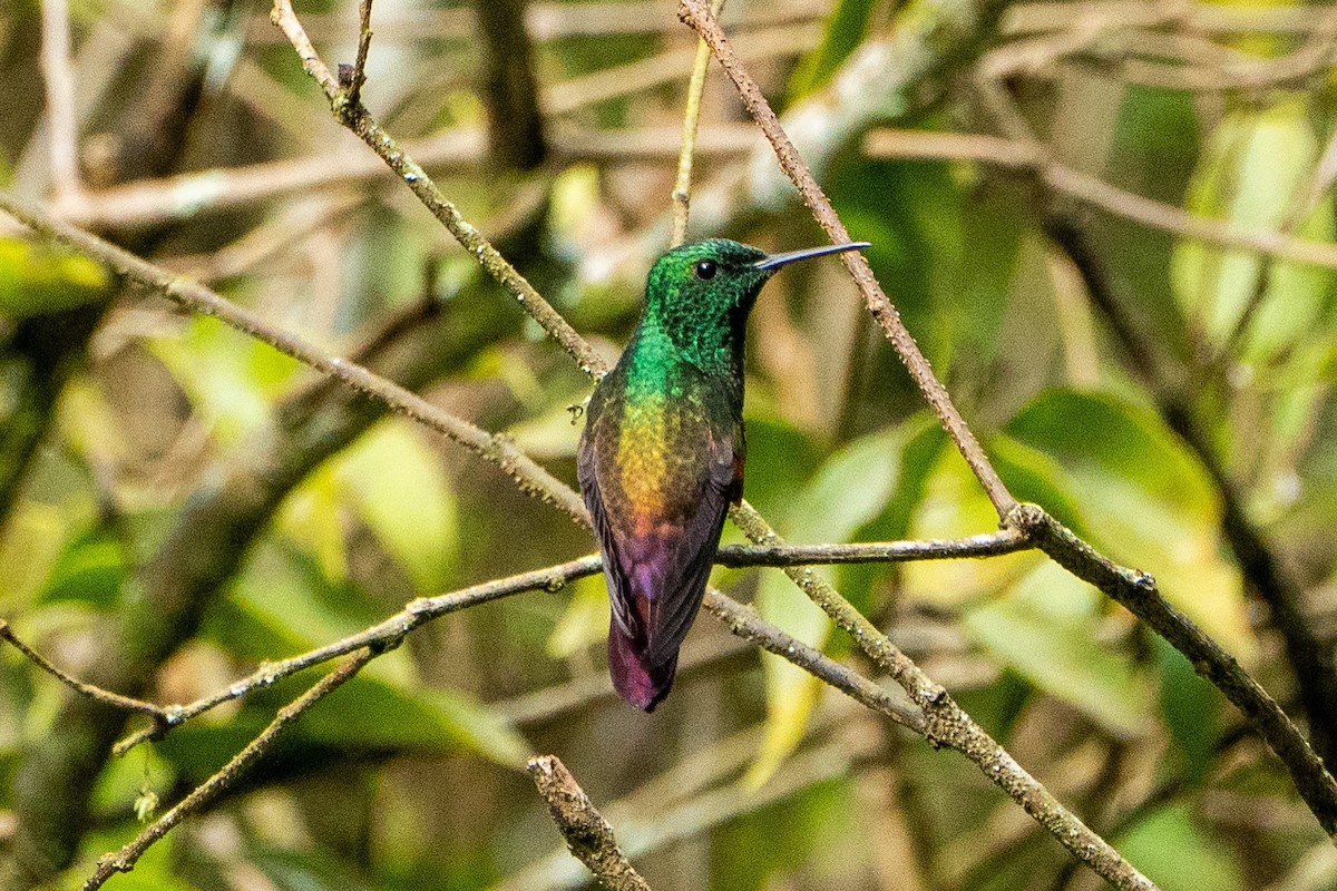 Berylline Hummingbird - ML645104577