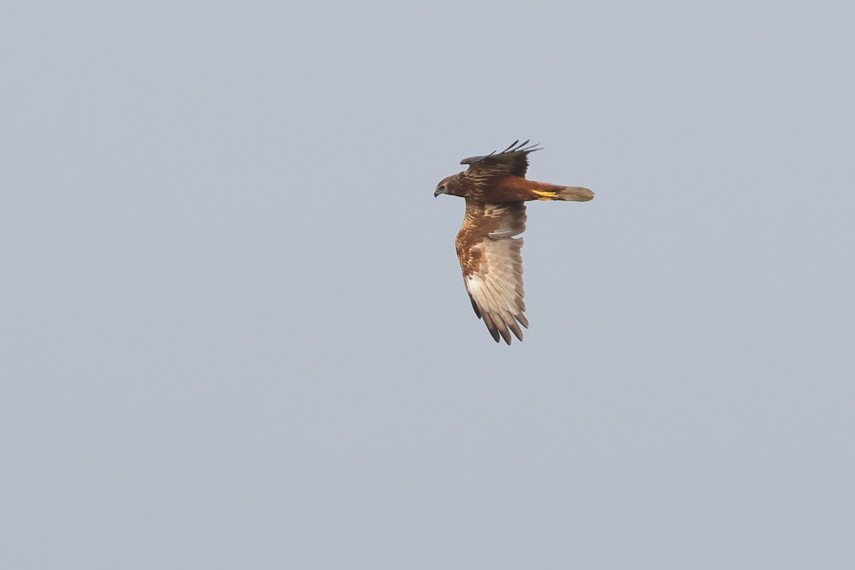 Eastern Marsh Harrier - ML645104578