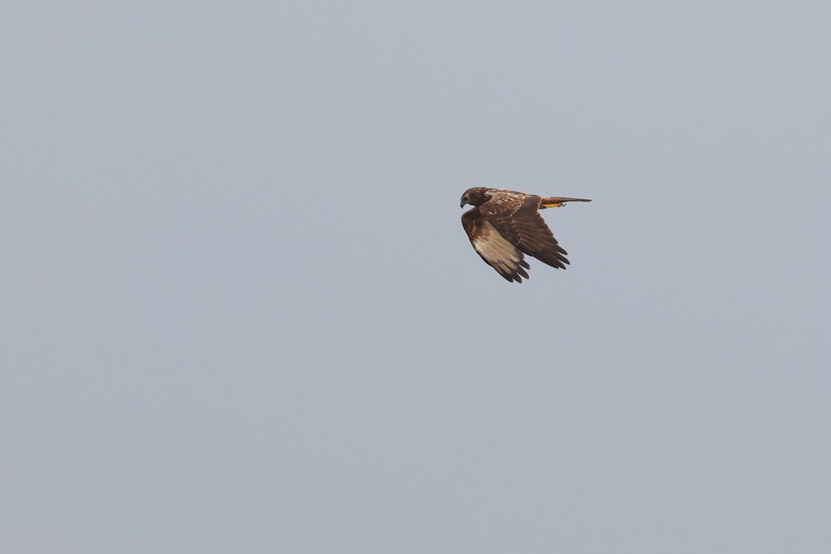 Eastern Marsh Harrier - ML645104579