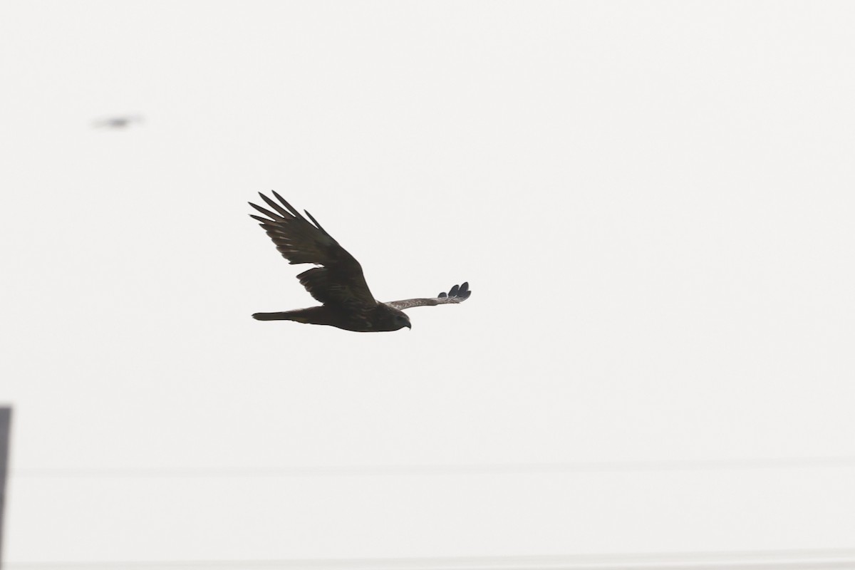 Eastern Marsh Harrier - ML645104580