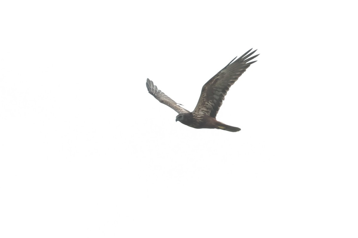 Eastern Marsh Harrier - ML645104581