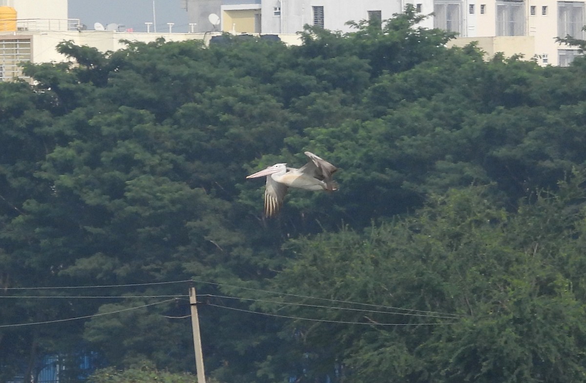 Пестроклювый пеликан - ML645104583