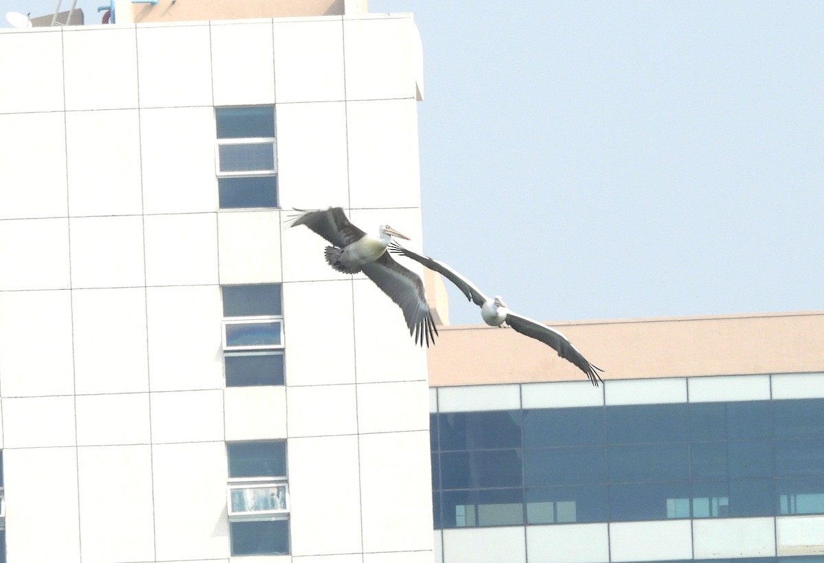 Пестроклювый пеликан - ML645104585