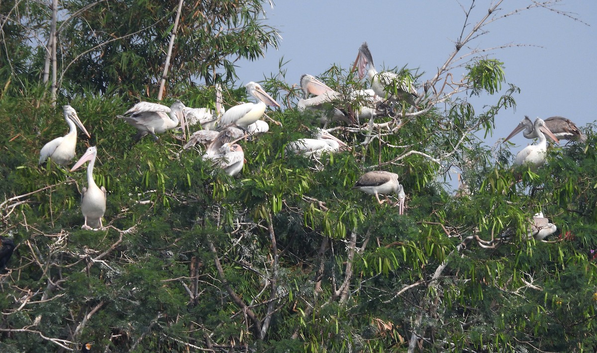 Пестроклювый пеликан - ML645104586
